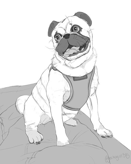 Pug